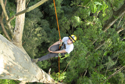 Tree Stories: The Climbers of Champions